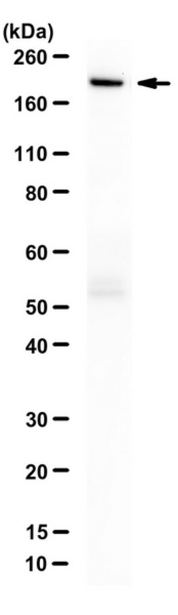 MilliporeSigma Cas9, D10A/H840A Mutant, Rabbit, Unlabeled, Polyclonal,